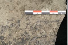 Foto (Detailansicht) von Lycopodites palaeoselaginella Ettingshausen (NHMW-GEO-2024-0188-10340b)